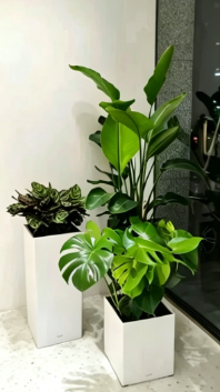 杭州湾景观花卉租摆-慈溪花卉租摆展销会-海曙商务绿植出租-慈溪花卉租摆营销